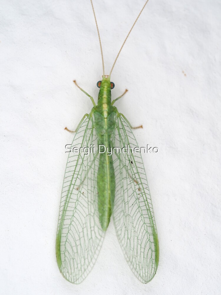 Green Lacewing - North American Insects & Spiders