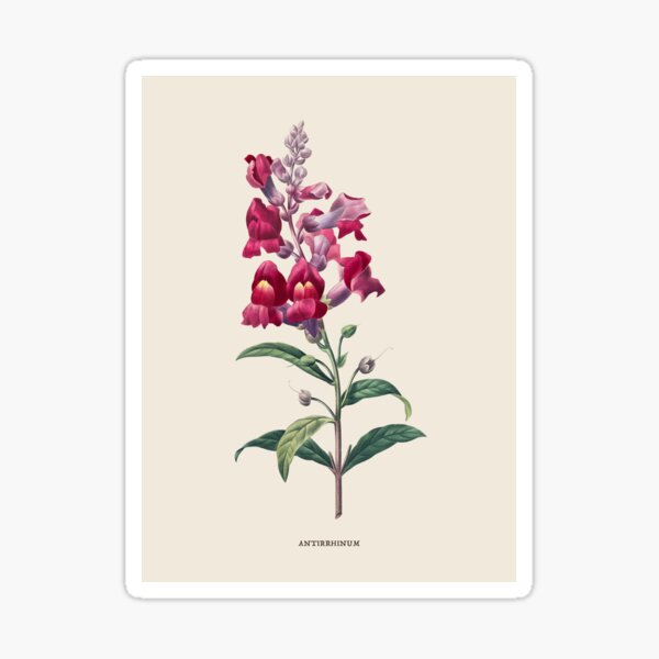 Item preview, Snapdragon Flower Antique Botanical Illustration designed and sold by Antiquated Art.