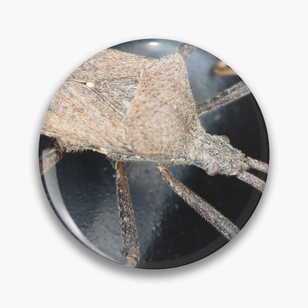 Item preview, A leaf-footed bug from Texas, USA identified as Acanthocephala terminalis designed and sold by SDym Photography.