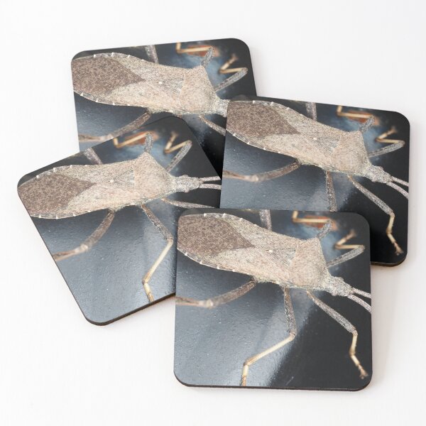 Item preview, A leaf-footed bug from Texas, USA identified as Acanthocephala terminalis designed and sold by SDym Photography.