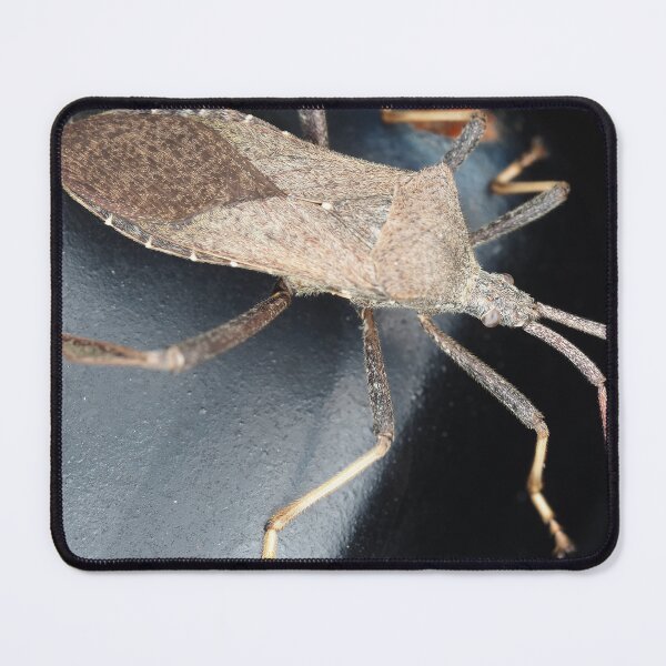 Item preview, A leaf-footed bug from Texas, USA identified as Acanthocephala terminalis designed and sold by SDym Photography.