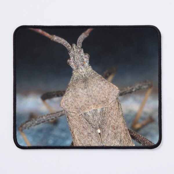 Item preview, A leaf-footed bug from Texas, USA identified as Acanthocephala terminalis designed and sold by SDym Photography.