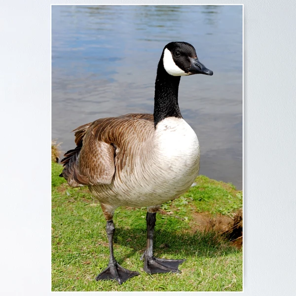Canada Goose Canadian Geese Wild Bird