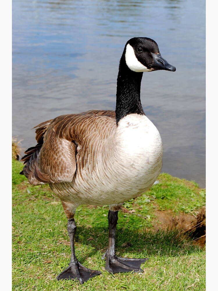 Canada Goose Canadian Geese Wild Bird