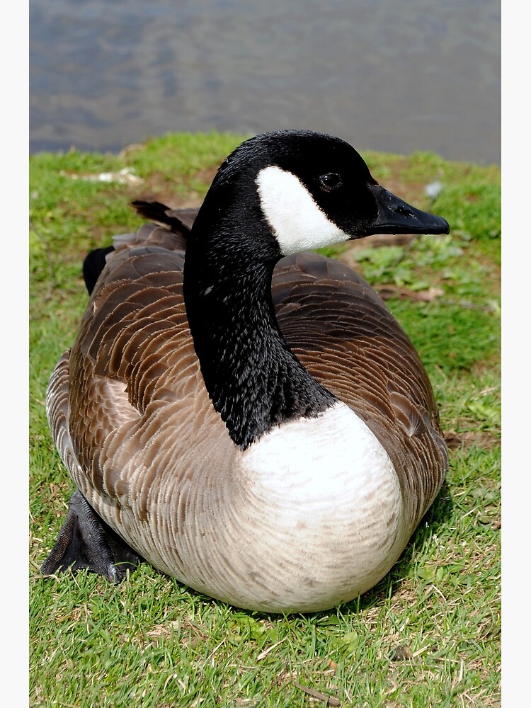 Canada Goose Canadian Geese Wild Bird Photographic Print
