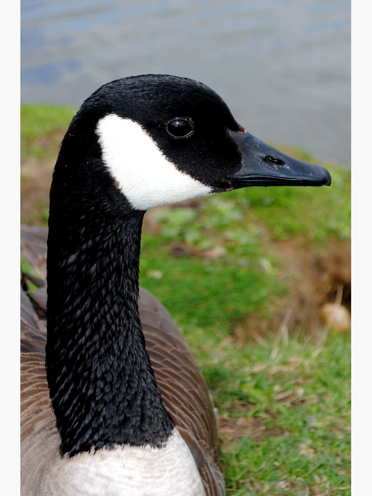 Canada goose sticker clearance amazon