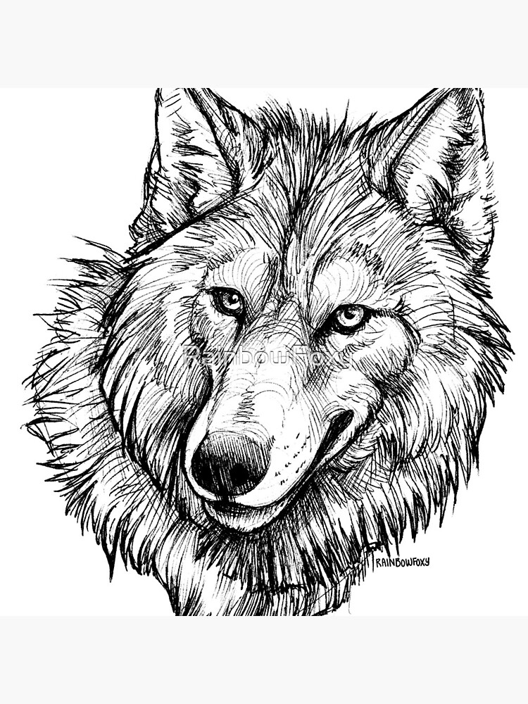 Featured image of post View 26 Wolf Headshot Sketch