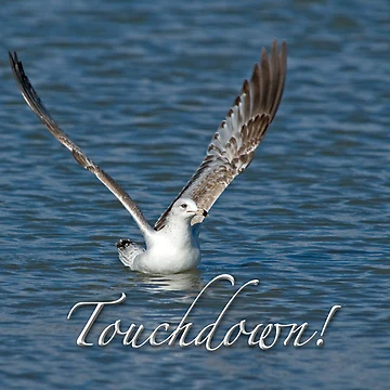 Artwork thumbnail, Touchdown! by Bonnie T.  Barry