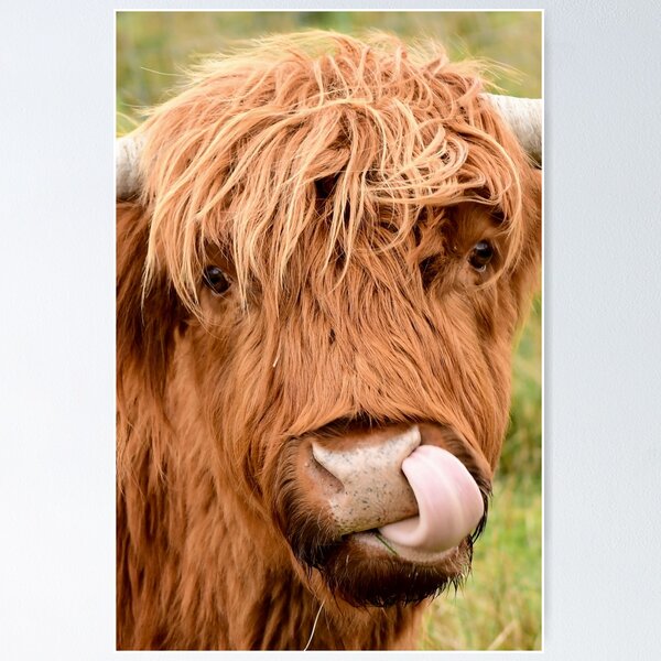Item preview, Savoureuse, la vache highland designed and sold by photosbymia.