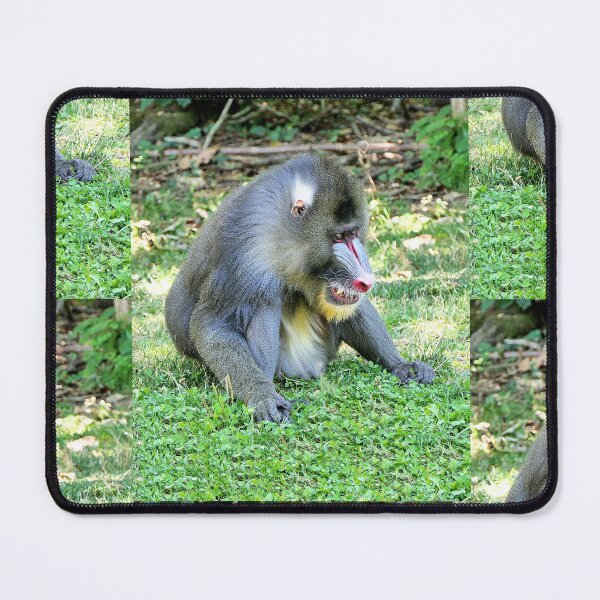Item preview, vr 3389 / finition 2023  1 - Singes " Les Mandrills " Okaio Créations Olavia-Olao designed and sold by o.okaïo.