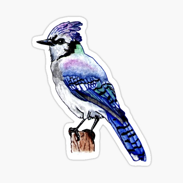 Premium AI Image  Baby Blue Jay Bird Sticker On Isolated