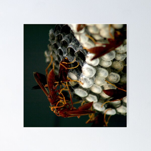 Item preview, Wasp out!! designed and sold by ItsCoops.