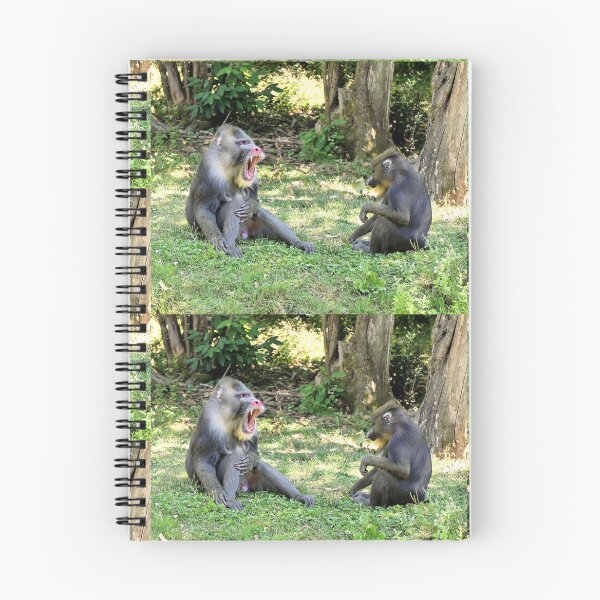 Item preview, vr 3390 / finition 2023  2 - Singes " Les Mandrills " Okaio Créations Olavia-Olao designed and sold by o.okaïo.