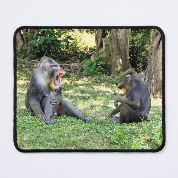 Item preview, vr 3390 / finition 2023  2 - Singes " Les Mandrills " Okaio Créations Olavia-Olao designed and sold by o.okaïo.