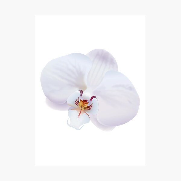 Item preview, White Orchid designed and sold by MadeClose.