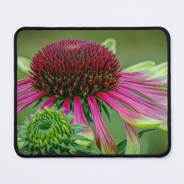 Item preview, Coneflowers designed and sold by Veikko Suikkanen.