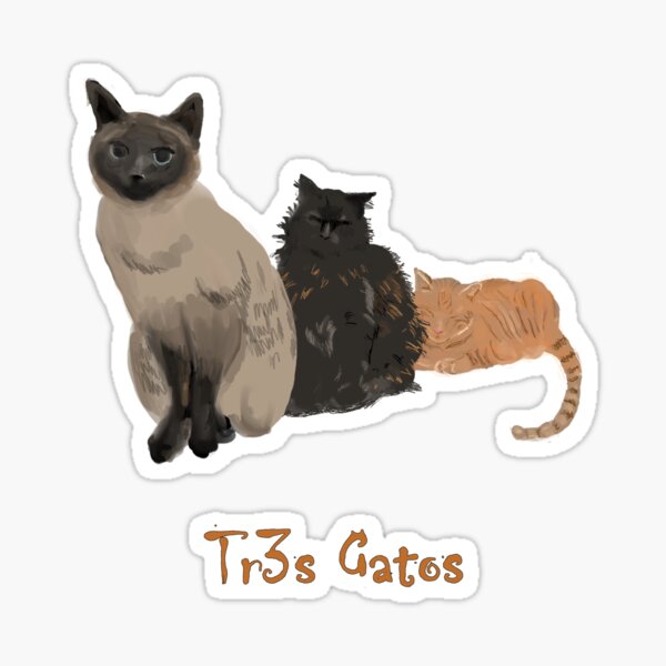 Resultado de imagem para gatos de oculos tumblr