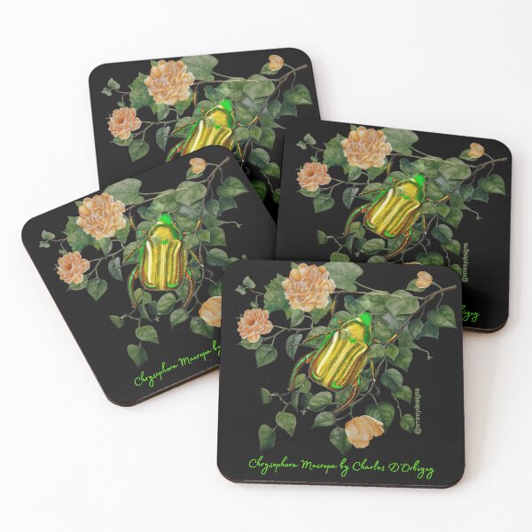 Item preview, Chrysophora Macropa by Charles D'Orbigny designed and sold by smirey designs.