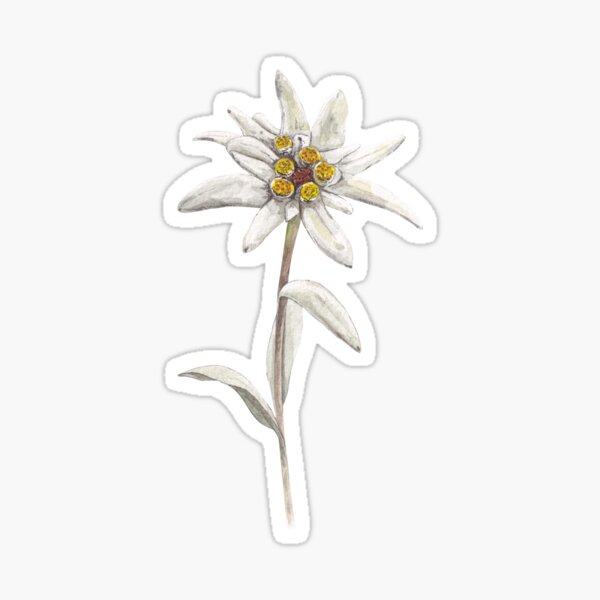 Edelweiss Stickers for Sale