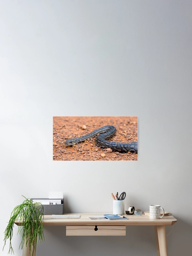 Thumbnail 2 of 3, Poster, Carpet Python designed and sold by Sekans.