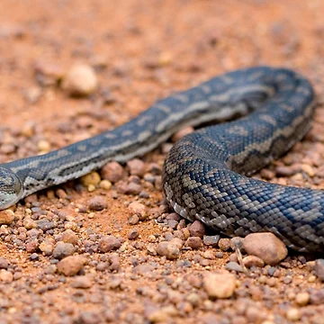 Artwork thumbnail, Carpet Python by Sekans