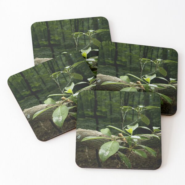 Item preview, Northeast Trail Detail designed and sold by rose-waterhause.