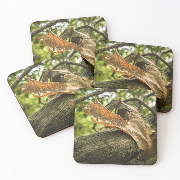 Item preview, Leaf on a Northeast Trail designed and sold by rose-waterhause.
