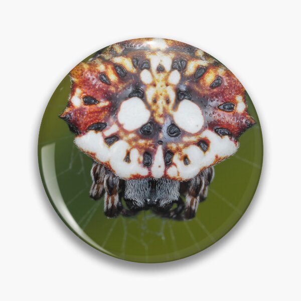 Item preview, Female Asian spinybacked orbweaver (Thelacantha brevispina) on Maui, Hawaii designed and sold by SDym Photography.