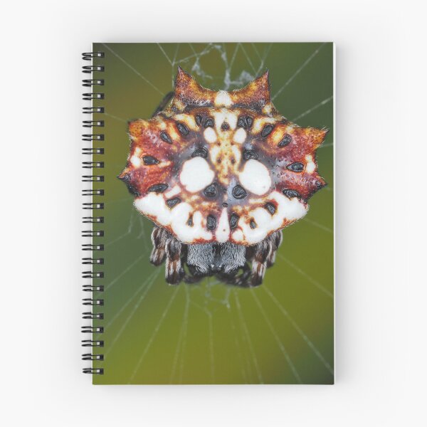Item preview, Female Asian spinybacked orbweaver (Thelacantha brevispina) on Maui, Hawaii designed and sold by SDym Photography.