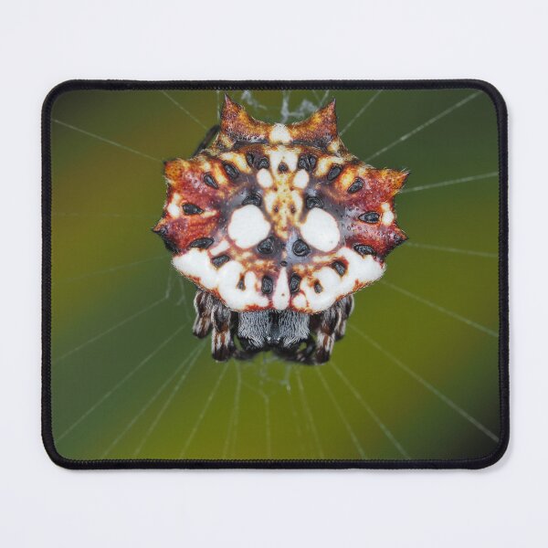 Item preview, Female Asian spinybacked orbweaver (Thelacantha brevispina) on Maui, Hawaii designed and sold by SDym Photography.