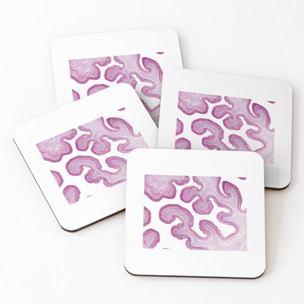 Item preview, Nasal labyrinth designed and sold by Love Histology.