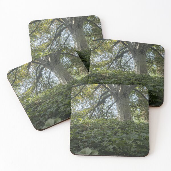 Item preview, European Beech Tree designed and sold by rose-waterhause.