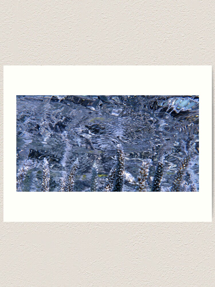 Alternate view of Acropora Reflections Art Print