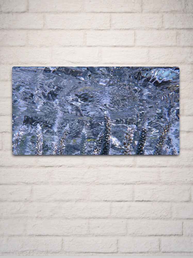 Alternate view of Acropora Reflections Metal Print