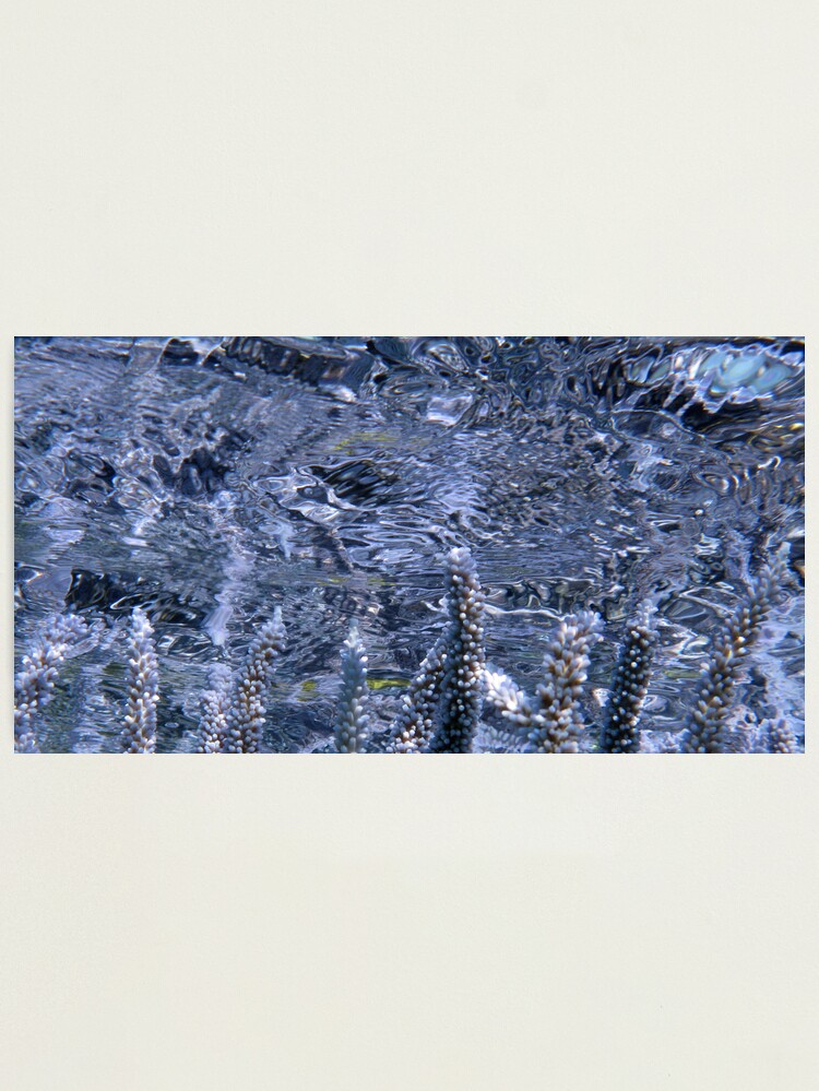 Alternate view of Acropora Reflections Photographic Print