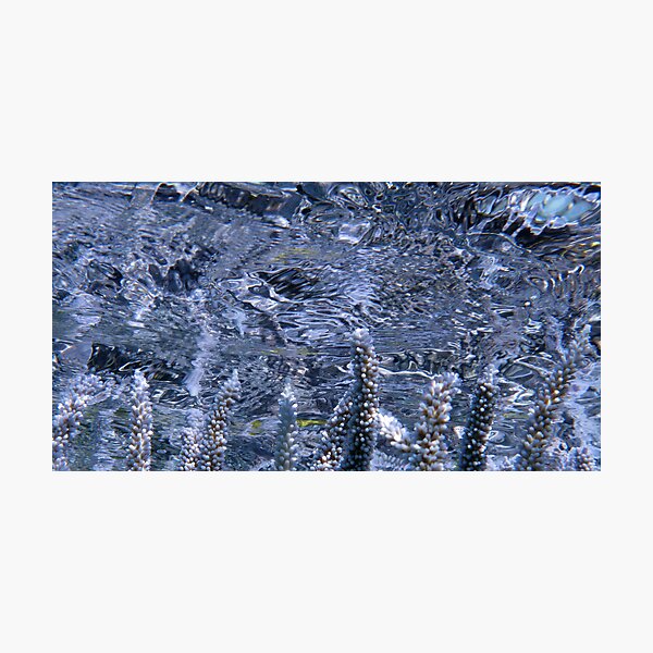 Acropora Reflections Photographic Print