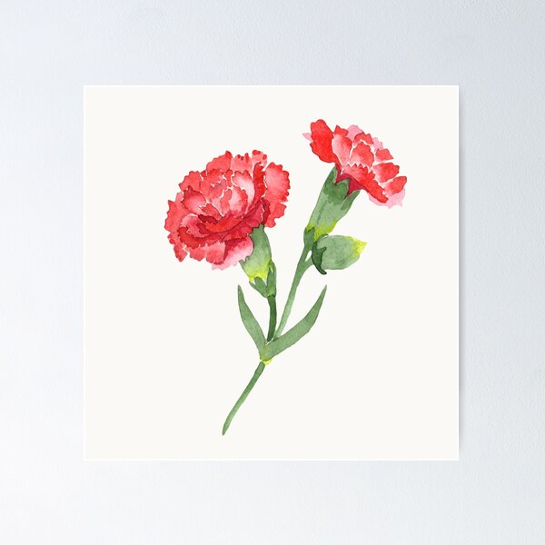 Carnation flowers Greeting Card for Sale by katystore