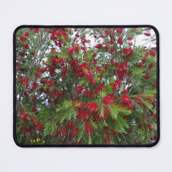 Item preview, Callistemon in Flower designed and sold by davidjc.