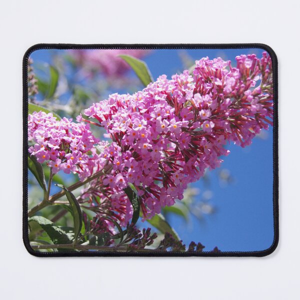 Item preview, Buddleia in Flower designed and sold by davidjc.