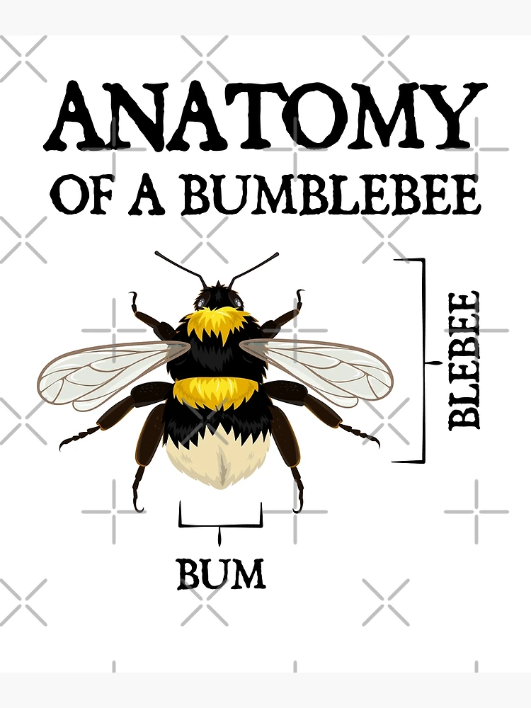 Bumblebee Anatomy  Parts Of A Bumblebee