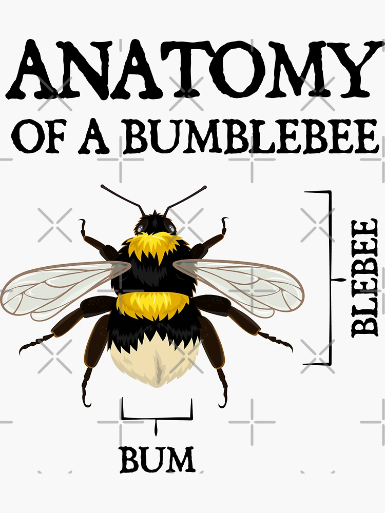 Bumblebee Anatomy  Parts Of A Bumblebee