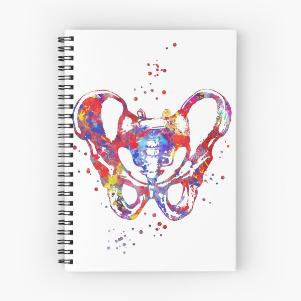 Item preview, Male bones of the pelvis, male pelvis, bones, watercolor pelvis, pelvis  designed and sold by Rosaliartbook.