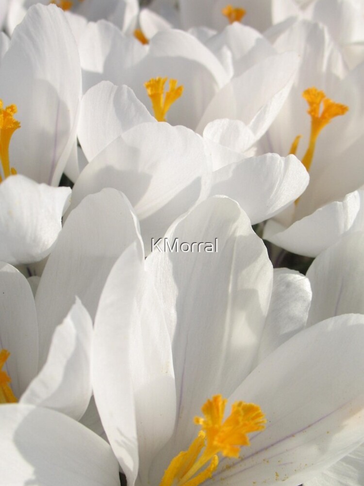 white and gold by KMorral