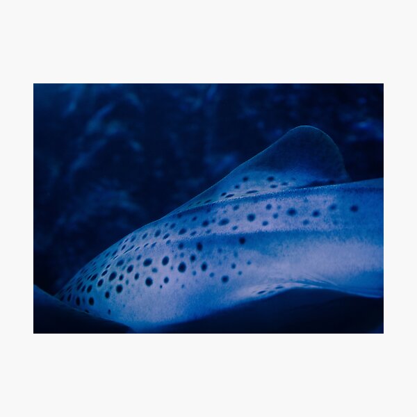 Leopard Shark Photographic Print Photographic Print