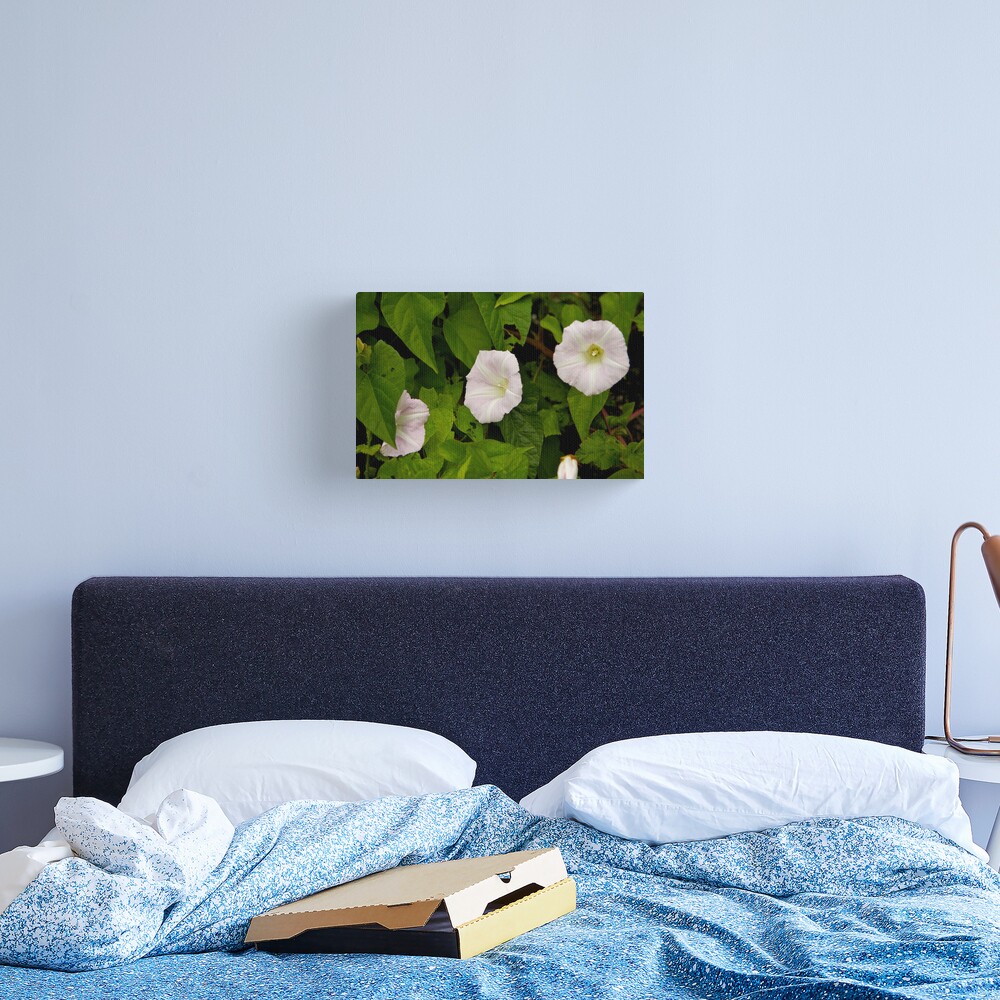 Sea Bindweed, Muckross Head, Donegal Canvas Print