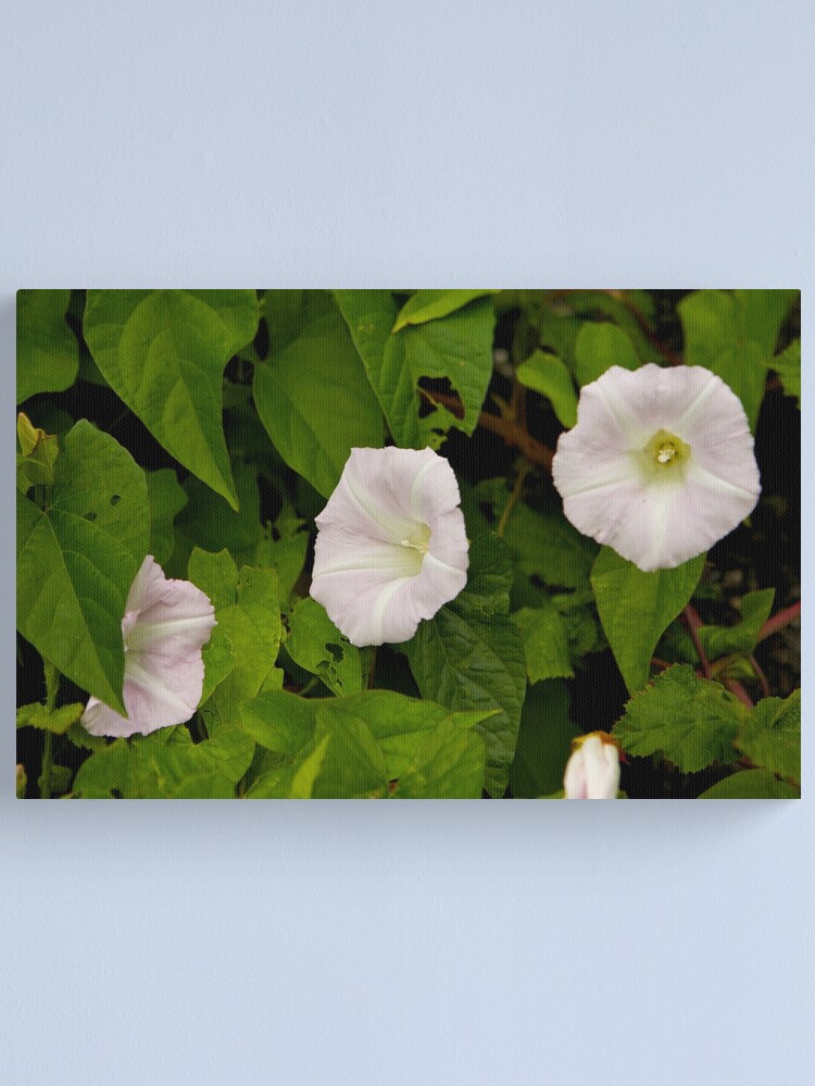 Alternate view of Sea Bindweed, Muckross Head, Donegal Canvas Print