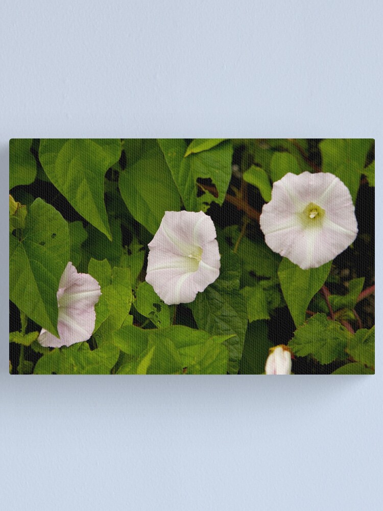 Alternate view of Sea Bindweed, Muckross Head, Donegal Canvas Print