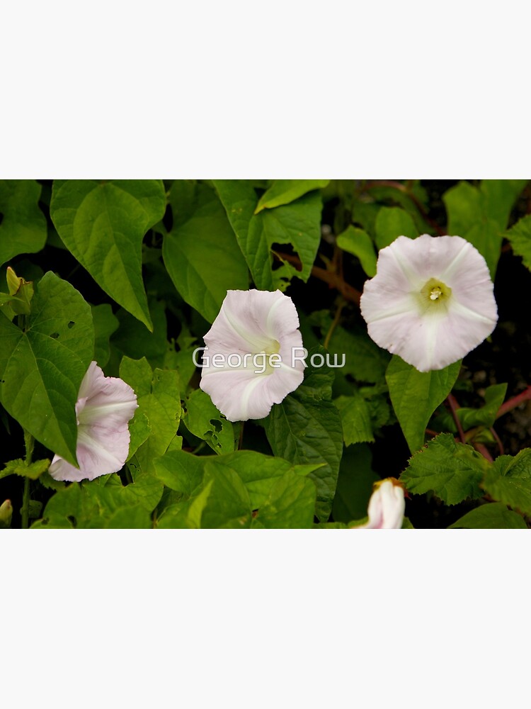 Sea Bindweed, Muckross Head, Donegal by VeryIreland