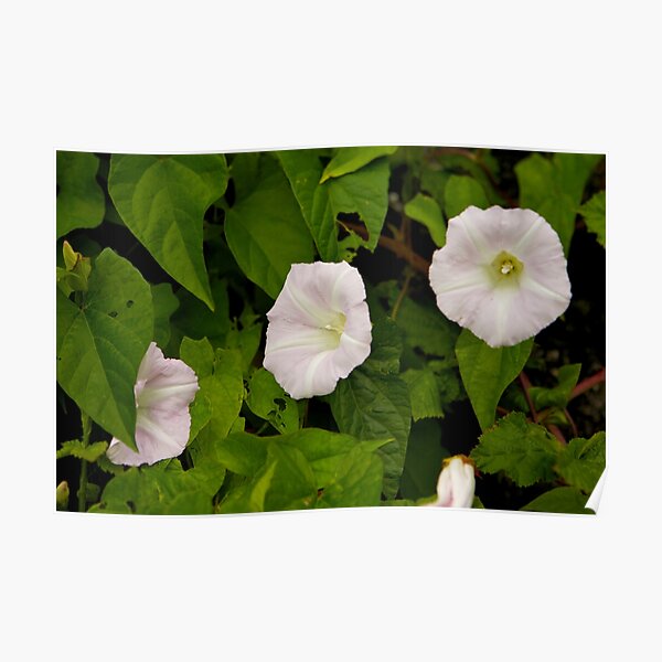 Sea Bindweed, Muckross Head, Donegal Poster