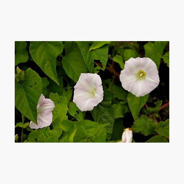 Sea Bindweed, Muckross Head, Donegal Photographic Print